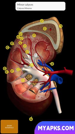 Anatomia - Atlas 3D