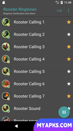 Rooster Sounds