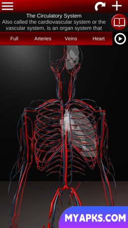 Circulatory System 3D Anatomy