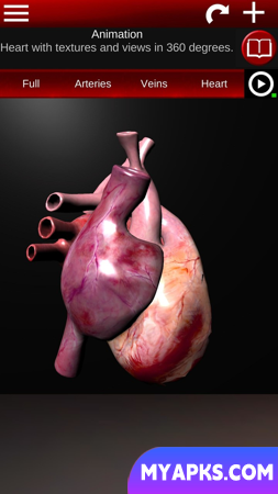 Circulatory System 3D Anatomy