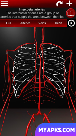 Circulatory System 3D Anatomy