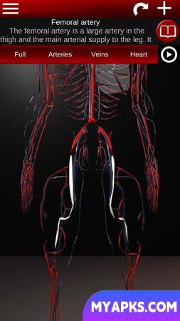 Circulatory System 3D Anatomy