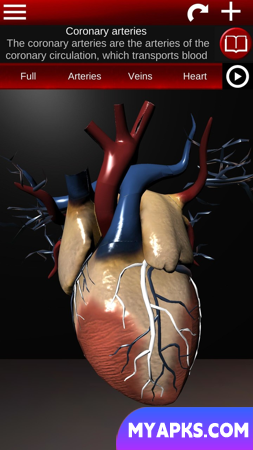 Circulatory System 3D Anatomy