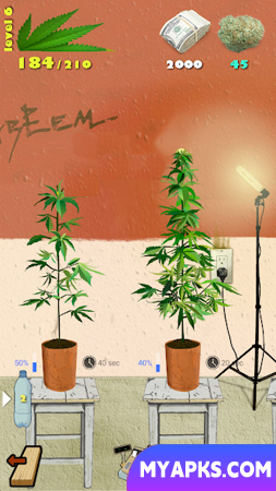 Weed Firm: RePlanted